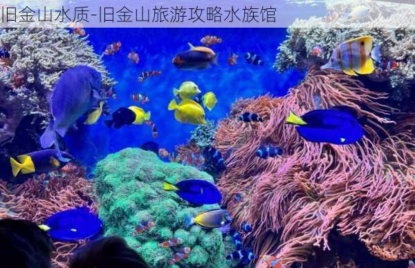 旧金山水质-旧金山旅游攻略水族馆