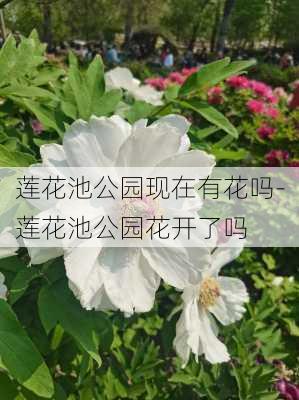 莲花池公园现在有花吗-莲花池公园花开了吗