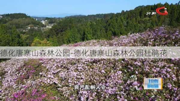 德化唐寨山森林公园-德化唐寨山森林公园杜鹃花