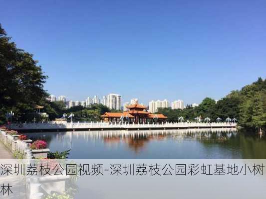 深圳荔枝公园视频-深圳荔枝公园彩虹基地小树林