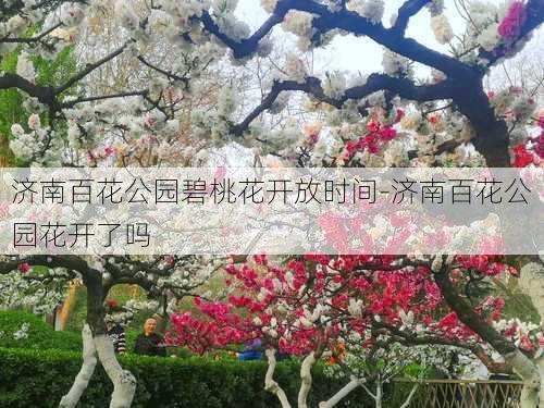 济南百花公园碧桃花开放时间-济南百花公园花开了吗